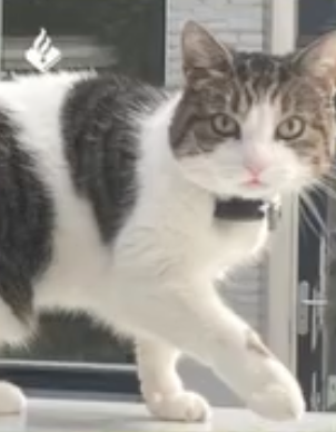 kat mishandeld en gedood - Tweede Jan van der Heijdenstraat - Amsterdam