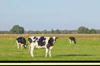 Bouwgrond  Harlingen