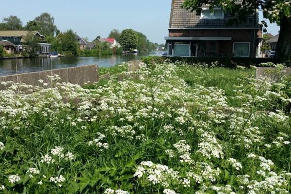 Bouwgrond Hoge Rijndijk 36 Nieuwerbrug aan den Rijn