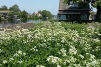 Bouwgrond Hoge Rijndijk 36 Nieuwerbrug aan den Rijn