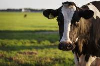 Bouwgrond Land van Winkel 1391 Abcoude