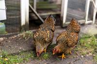 Woning Kerstant van den Bergelaan 16a Rotterdam