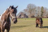 Woning Sing-Sang 8 Jonkerslân