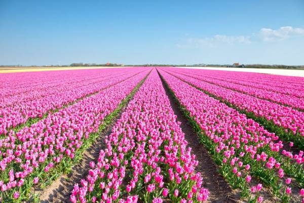 Woning W de Zwijgerlaan 1 HILLEGOM