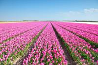 Woning W de Zwijgerlaan 1 HILLEGOM