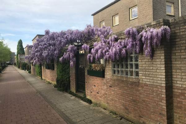 Woning Azobé 224 Dordrecht
