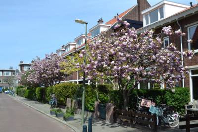 Woning Sterappelstraat 32 Den Haag