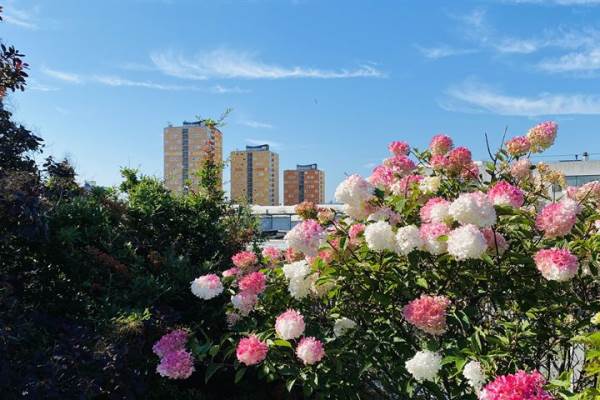 Woning Speedwellstraat 308 Rotterdam