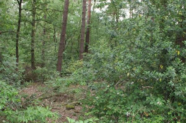 Agrarische grond Molenbaan Meijel