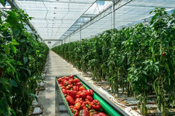 Agrarisch bedrijf Albert van &#39;t Hartweg 28 Bleiswijk