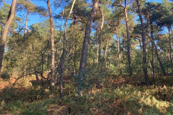 Agrarische grond Merseloseweg Overloon