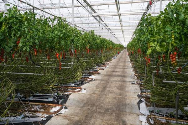 Agrarisch bedrijf Hyacintenweg 38- 40 Bleiswijk