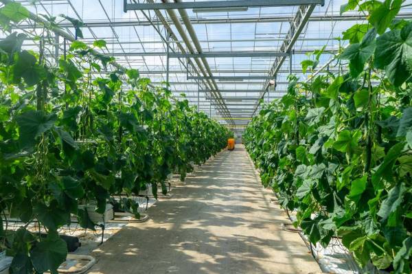 Agrarisch bedrijf Dijkstraat 16 Oosterhout (GE)