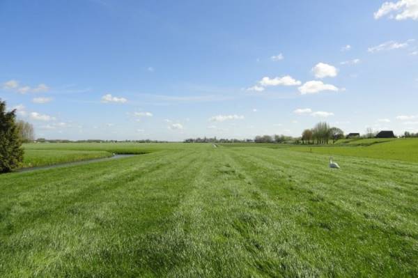 Agrarische grond Westerdijk Leimuiden