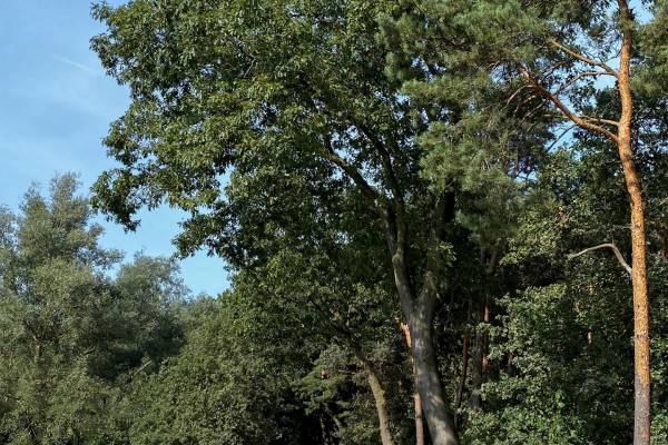 Agrarische grond Rinkesfort Maasbree
