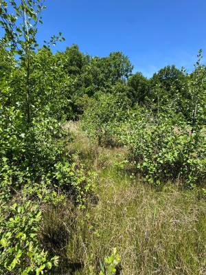 Agrarische grond Looerheideweg Bergeijk
