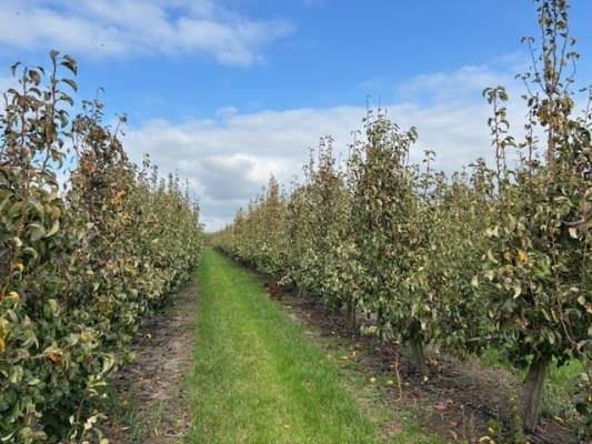 Agrarische grond Papotweg Ellewoutsdijk