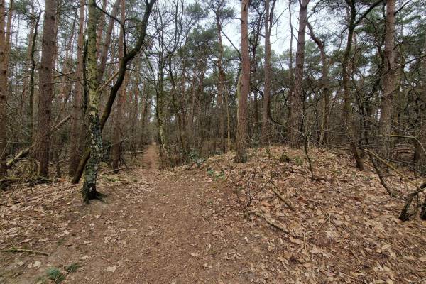 Agrarische grond Koeberg Baarlo (LI)