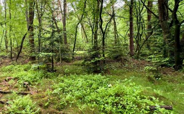 Agrarische grond Oude Hellendoornseweg Holten