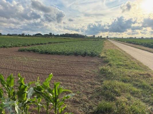 Agrarische grond Maasdijk Hedel