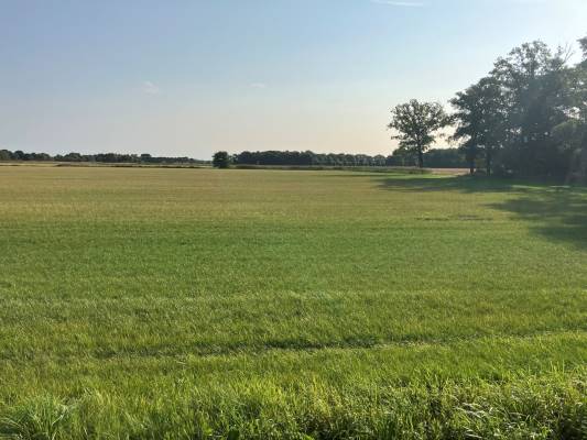 Agrarische grond Daalhorst Gemert