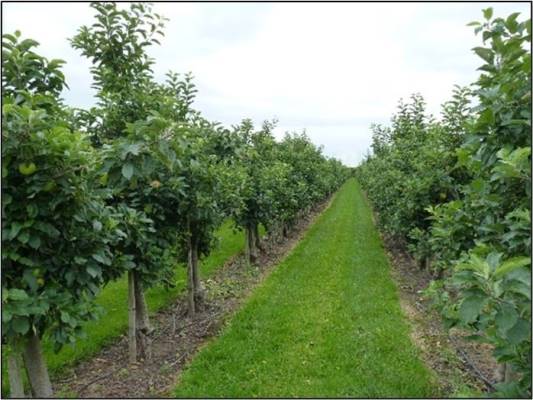 Agrarische grond Roodbeenweg 5 Dronten