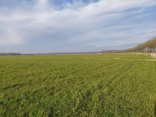 Agrarische grond Waspikse Weg 's Gravenmoer