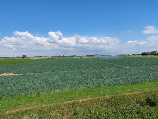 Agrarische grond Buitendijk Strijen