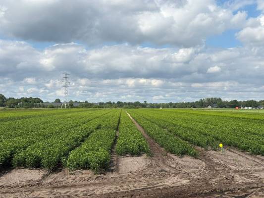 Agrarische grond Brugveenseweg Voorthuizen